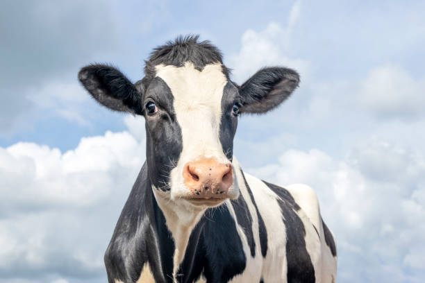 Michael: A look at Dairy&nbsp;Farming